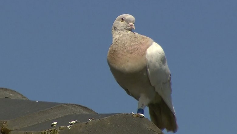 В Австралии могут убить пересекшего океан голубя из США