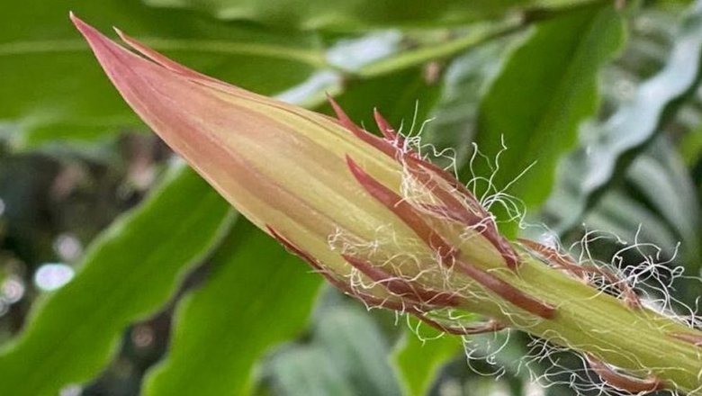 Cеленицереус — царица ночи: редчайший цветок впервые распустился в Англии, вызвав восторг по всему миру