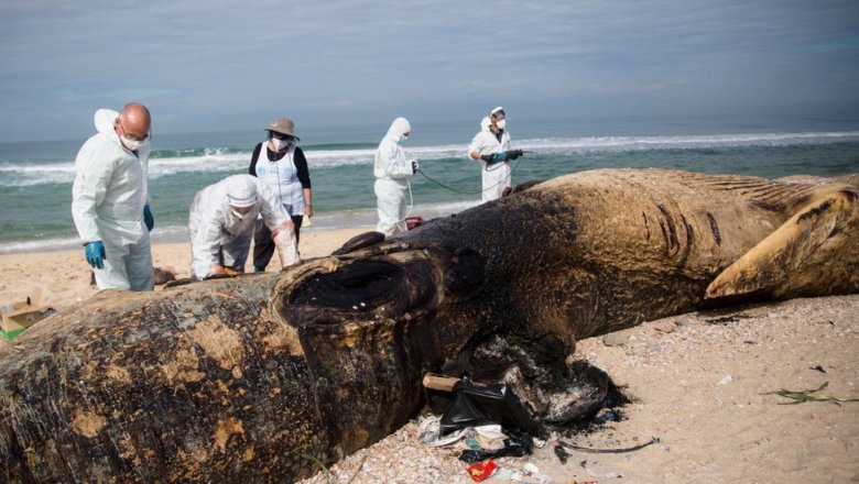 «Крупнейшая экологическая катастрофа в Израиле»: десятки тонн мазута изуродовали средиземноморский берег
