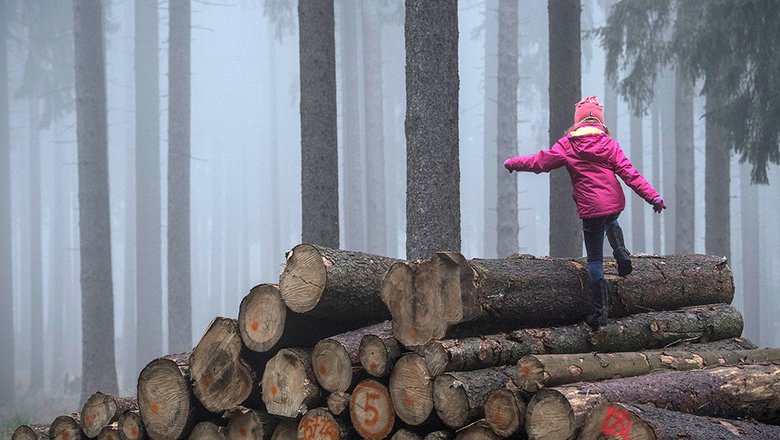 В России могут создать госкомпанию для экспорта необработанной древесины за рубеж