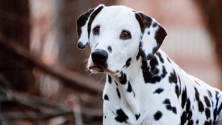 Названы 20 самых красивых пород собак. Рейтинг