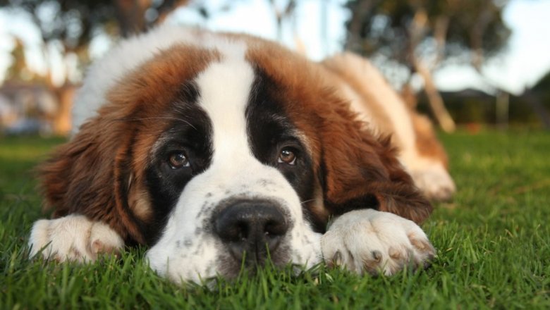 Названы 20 самых красивых пород собак. Рейтинг