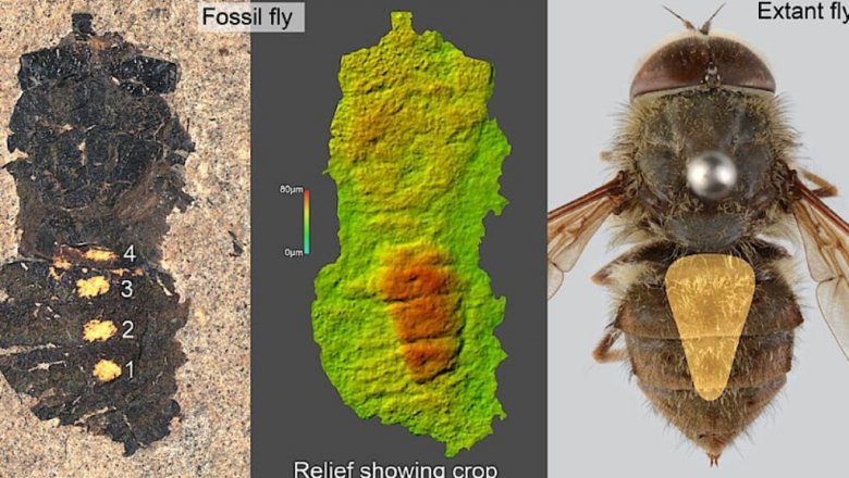 Последняя трапеза доисторической мухи озадачила ученых