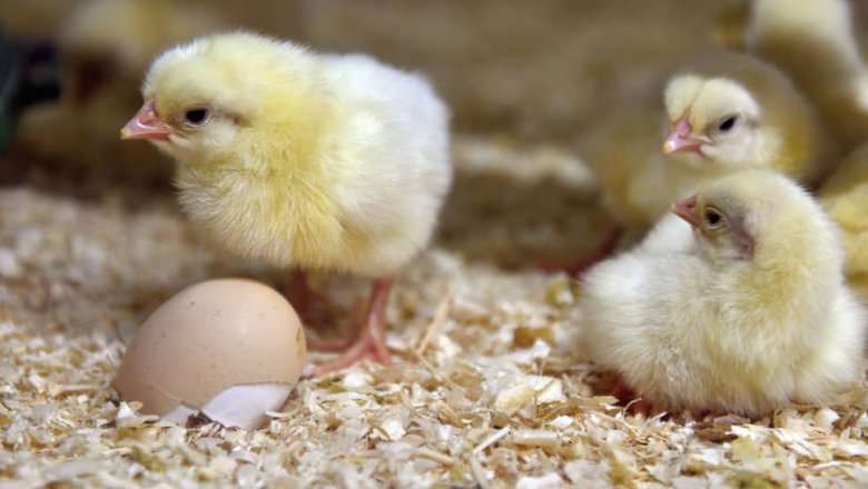 Российским птицеводам не хватает инкубационных яиц