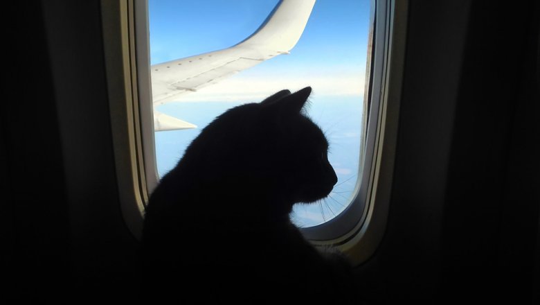 Самолет из Судана вернули в аэропорт из-за агрессивного кота