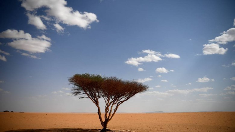 В Саудовской Аравии посадят 10 млрд деревьев в рамках программы озеленения