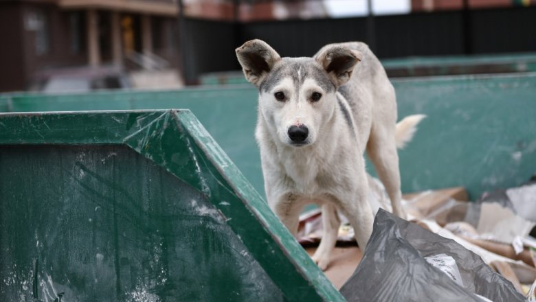 Законопроект об усыплении бездомных собак отозван из Госдумы