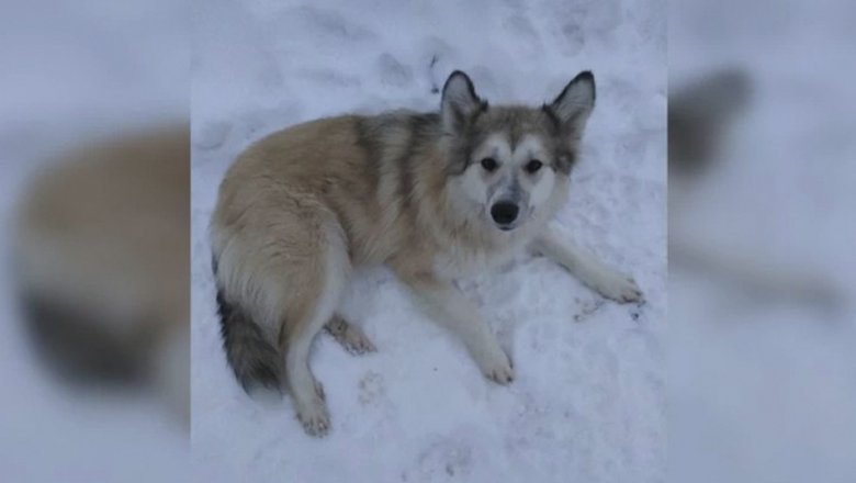 В Коми собака спасла незнакомую девушку, провалившуюся под лед