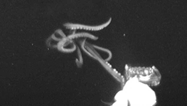 Ученые впервые сняли на видео охоту глубоководных гигантских кальмаров