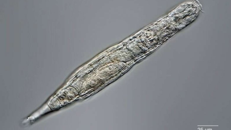 Коловратка ожила и размножилась после 24 тысяч лет в вечной мерзлоте Сибири