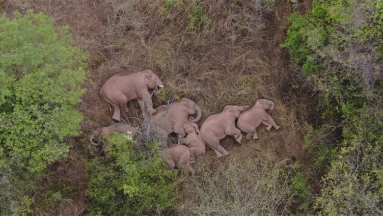 Почему слоны в Китае двинулись в 500-километровый поход?