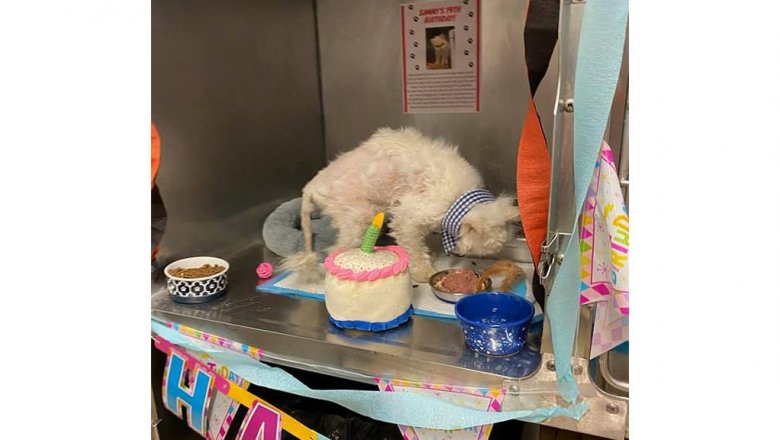 Волонтеры устроили 19-летнему коту вечеринку в честь дня рождения — и этим помогли ему найти новый дом