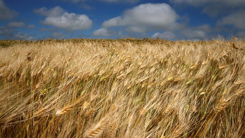 Белоруссия перенаправит экспорт пшеницы в Россию в случае санкций