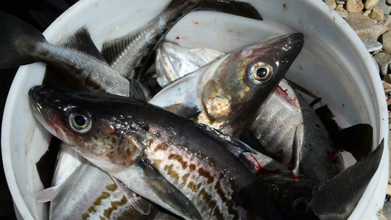Рыбопромышленники просят восстановить экспорт в Китай