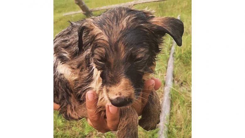 В Якутии мама-собака привела людей к щенку, провалившемуся в яму с битумом
