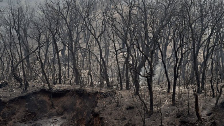 «Конец света». Лесные пожары в Алжире унесли жизни десятков человек