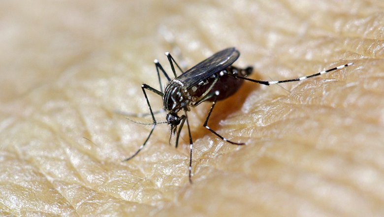 Роспотребнадзор назвал передающиеся через укусы комаров инфекции