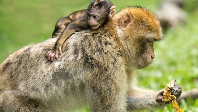 Ученые: приматы способны несколько месяцев испытывать горе от потери ребенка