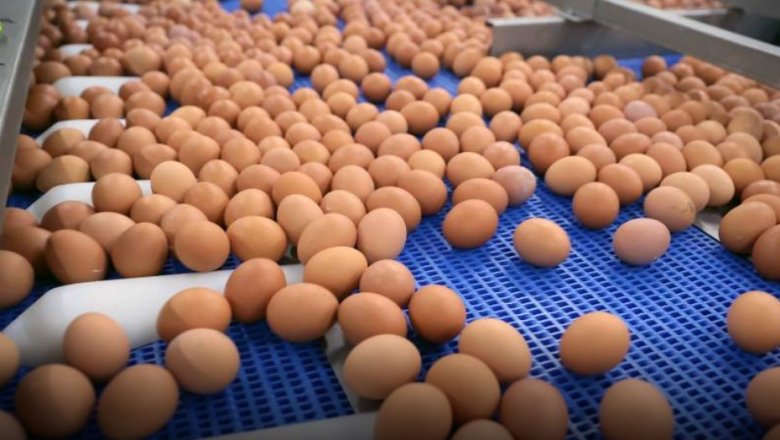 В России вывели дающих яйца для производства вакцин кур