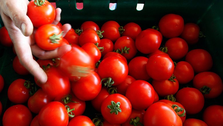 В турецких томатах нашли вирус морщинистости после слов Эрдогана о Крыме