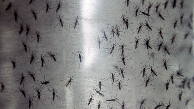 В Швеции научились обманывать комаров с помощью свекольного сока