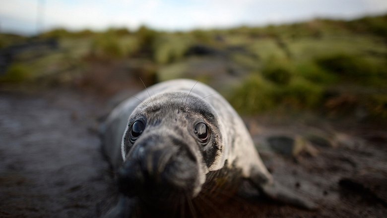 Детеныши тюленей, как и люди, способны менять тон голоса