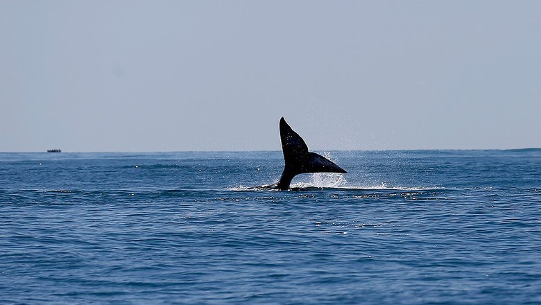 В полярных регионах начала восстанавливаться популяция китов