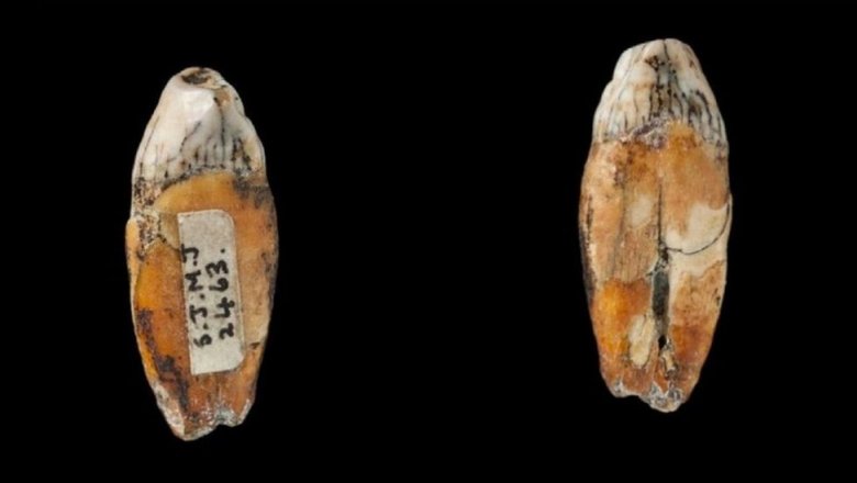 В зубах с острова Джерси нашли следы скрещивания неандертальцев с Homo sapiens