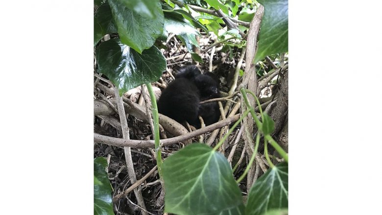 Мама-кошка выгнала из гнезда птиц и поселила там своих котят