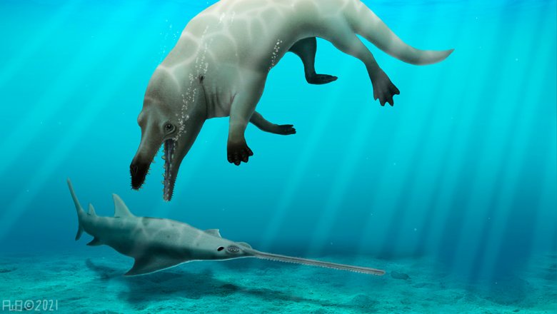 В Египте обнаружили древнего кита с четырьмя лапами