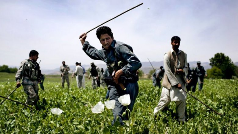 Опий для талибов. Что ждет афганский наркобизнес после ухода США