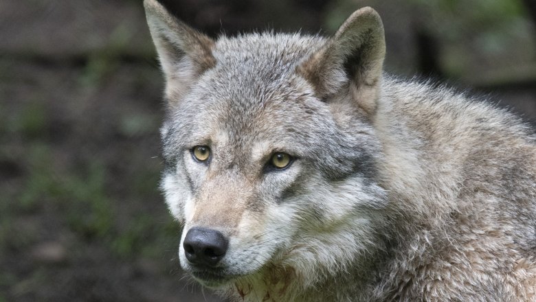 Голландский суд разрешил стрелять в волков из пейнтбольного оружия