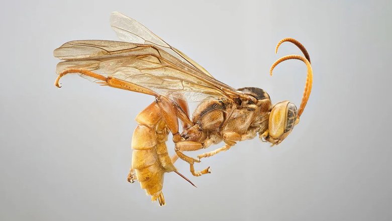 В Амазонии обнаружили новый вид «инопланетной» осы-паразита