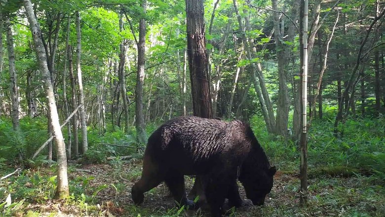 В Японии за полгода в результате нападений медведей ранения получили 109 человек