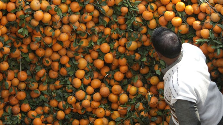 Золотой апельсин: Какие продукты в магазинах дорожают больше всего